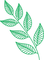 Ornaments Hand Drawn Nature Leaf Element 
