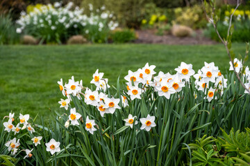 Mass of white daffodils with orange centers blooming in a spring garden, with lawn and another...