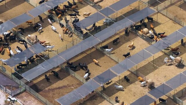 Cow feed lot with meat cows. Cattle stockyard on farm in USA