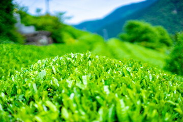 新茶のお茶畑