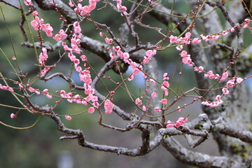 満開の梅の花