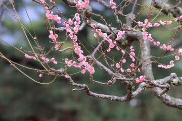 満開の梅の花