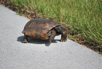 Al tener muchos canales y rios,podemos encontrar iguanas de colores muy vivos,tortugas y una...