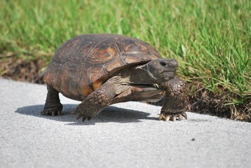 Muchos animales sobre todo aves que encuentran en la Florida un lugar donde alimentarse.