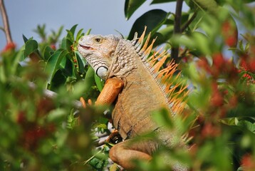 Muchos animales sobre todo aves que encuentran en la Florida un lugar donde alimentarse.