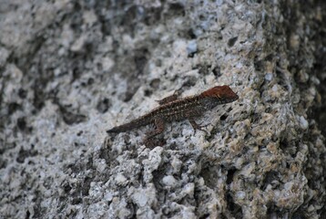 Al tener muchos canales y rios,podemos encontrar iguanas de colores muy vivos,tortugas y una variedad de aves desde garzas hasta patos.