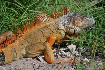 Al tener muchos canales y rios,podemos encontrar iguanas de colores muy vivos,tortugas y una variedad de aves desde garzas hasta patos.