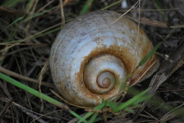 Muchos animales sobre todo aves que encuentran en la Florida un lugar donde alimentarse.