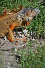 Muchos animales sobre todo aves que encuentran en la Florida un lugar donde alimentarse.