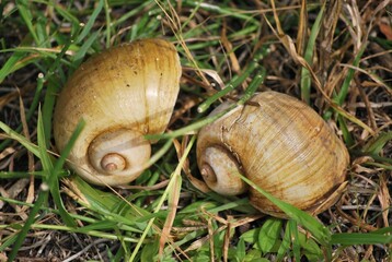 Al tener muchos canales y rios,podemos encontrar iguanas de colores muy vivos,tortugas y una variedad de aves desde garzas hasta patos.