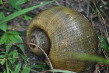Con esa cantidad de agua se da esa combinacion perfecta para encontrar un estado muy verde y cubierto de flores todo el año.

