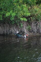 Al tener muchos canales y rios,podemos encontrar iguanas de colores muy vivos,tortugas y una variedad de aves desde garzas hasta patos.