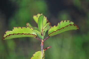 Un verdor que es impresionante,asi se nos presenta Miami,hacia donde mires estara el verde presente!