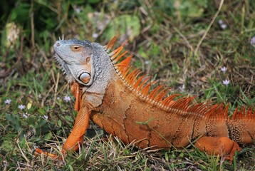 Muchos animales sobre todo aves que encuentran en la Florida un lugar donde alimentarse.
