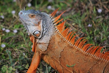 Al tener muchos canales y rios,podemos encontrar iguanas de colores muy vivos,tortugas y una variedad de aves desde garzas hasta patos.
