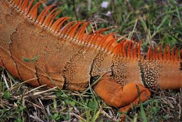 Al tener muchos canales y rios,podemos encontrar iguanas de colores muy vivos,tortugas y una variedad de aves desde garzas hasta patos.
