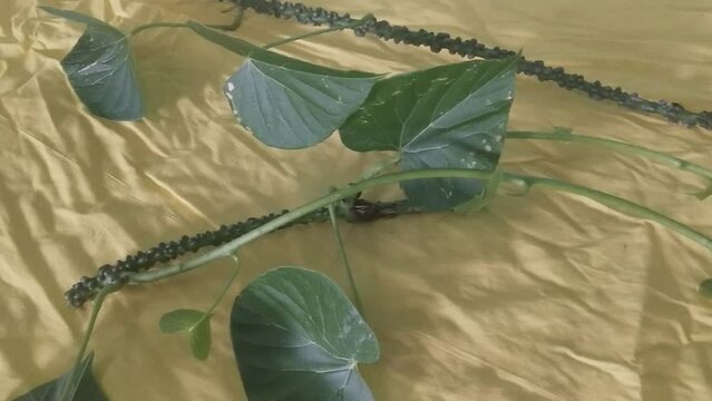 Guduchi or Giloy or Tinospora crispa ,heart-leaved moonseed, amrita,gurbel ,herbaceous vine close up on yellow background