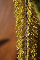 Con esa cantidad de agua se da esa combinacion perfecta para encontrar un estado muy verde y cubierto de flores todo el año.