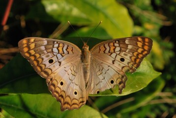 Al tener muchos canales y rios,podemos encontrar iguanas de colores muy vivos,tortugas y una variedad de aves desde garzas hasta patos.
