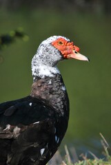 Al tener muchos canales y rios,podemos encontrar iguanas de colores muy vivos,tortugas y una variedad de aves desde garzas hasta patos.