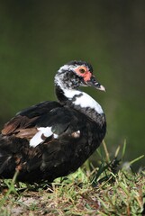 Al tener muchos canales y rios,podemos encontrar iguanas de colores muy vivos,tortugas y una variedad de aves desde garzas hasta patos.