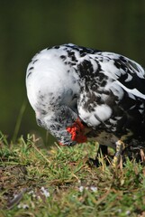 Al tener muchos canales y rios,podemos encontrar iguanas de colores muy vivos,tortugas y una variedad de aves desde garzas hasta patos.