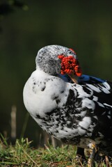 Al tener muchos canales y rios,podemos encontrar iguanas de colores muy vivos,tortugas y una variedad de aves desde garzas hasta patos.