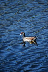 Al tener muchos canales y rios,podemos encontrar iguanas de colores muy vivos,tortugas y una variedad de aves desde garzas hasta patos.
