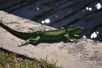 Al tener muchos canales y rios,podemos encontrar iguanas de colores muy vivos,tortugas y una variedad de aves desde garzas hasta patos.
