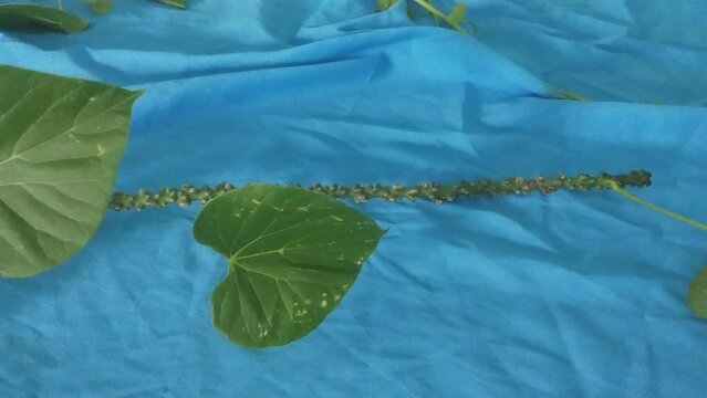 Guduchi or Giloy or Tinospora crispa ,heart-leaved moonseed, amrita,gurbel ,herbaceous vine close up on blue background

