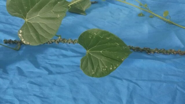 Guduchi or Giloy or Tinospora crispa ,heart-leaved moonseed, amrita,gurbel ,herbaceous vine close up on blue background
