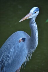 Al tener muchos canales y rios,podemos encontrar iguanas de colores muy vivos,tortugas y una variedad de aves desde garzas hasta patos.
