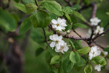 Cherry blossoms on the background of the sky. Small depth of field. Small green leaves and white flowers in bloom. Cherry branches on a sunny day against a blue sky background.