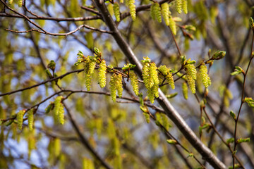 A branch of a flowering hazelnut. A flowering hazelnut. Branches of a flowering hazelnut against a clear blue sky. Close-up of yellow flowering hazelnut earrings on a blurred background.