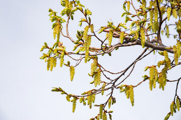 A flowering hazelnut. A branch of a flowering hazelnut. Branches of a flowering hazelnut against a clear blue sky. Close-up of yellow flowering hazelnut earrings on a blurred background.