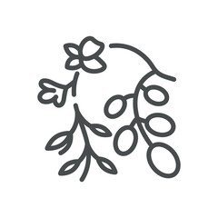 Acacia Flower Icon. Thin Line Illustration of an Acacia Branch with Flowers and Leaves, Symbolizing Natural Habitat, Pollination, and Honey Production. Isolated Outline Vector Sign