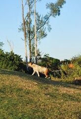 Al tener muchos canales y rios,podemos encontrar iguanas de colores muy vivos,tortugas y una variedad de aves desde garzas hasta patos.

