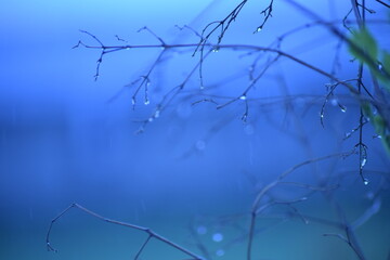 梅雨の雨の日に水滴がついた木の枝