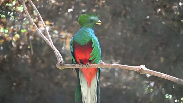 Quetzal Pharomachrus mocinno