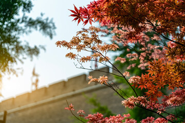 Autumn Foliage Near Historic Wall