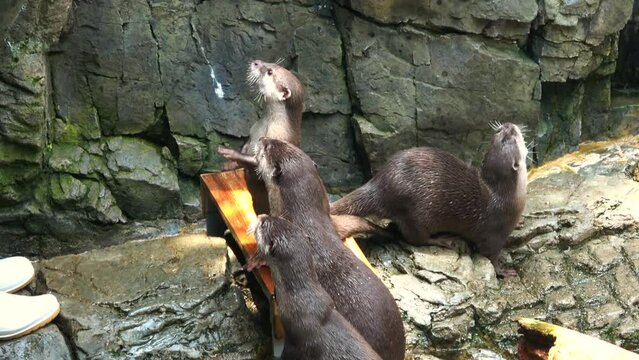 The Asian small-clawed otters, Aonyx cinereus, standing and catching fish to eat. Closeup shot of the Oriental short-clawed otters. 4K