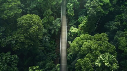 Treetop Walkway Elevated walkway among tree canopies, lush green tones