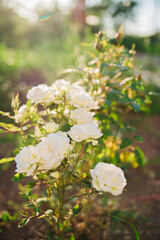 A white rose on a bush in the summer garden. Juicy bright greenery, blurred background. Beauty is in nature. A blooming flower.