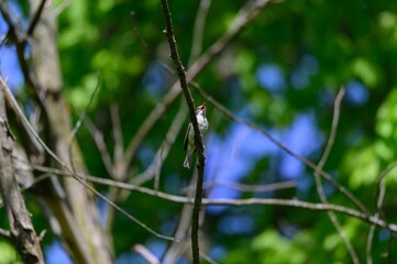 A Warbling Vireo perched in a tree at Kensington Metropark, near Brighton, Michigan.