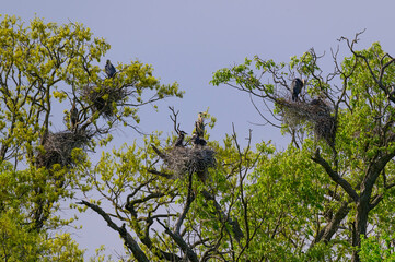 A Great Blue Heron Sits on Her Nest at Kensington Metropark, near Brighton, Michigan.
