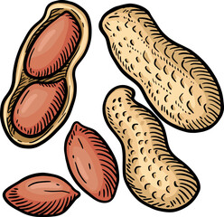 Peanut Vector Graphic Art Illustration Clipart