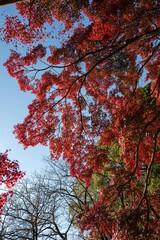 Beautiful fall color leaves trees in Yoyogi park Tokyo Japan