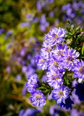 Vibrant flowers in Yoyogi Park Tokyo Japan