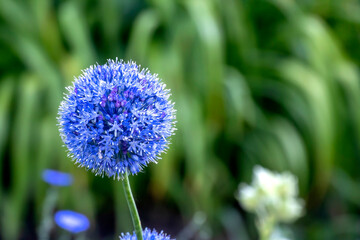 beautiful blue bright fresh flowers of decorative onion in the garden