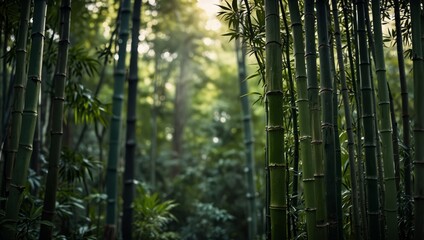 Close up of green bamboo forest background with copy space, spa and zen banner design.